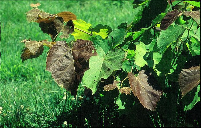 Tilia henryana var. subglabra