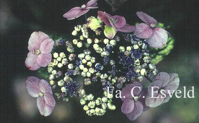 Hydrangea serrata 'Maiko'