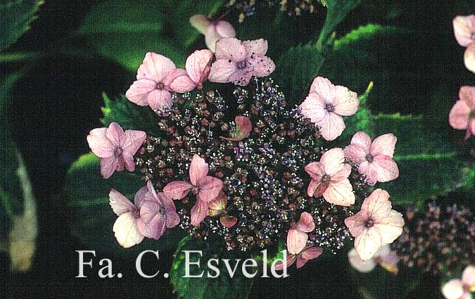 Hydrangea serrata 'Spreading Beauty'