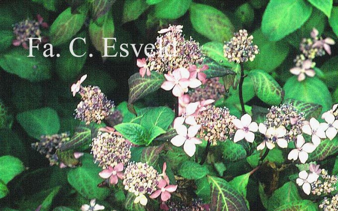 Hydrangea serrata 'Kuro hime'