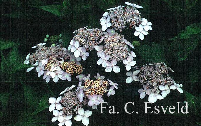 Hydrangea serrata 'Tiara'