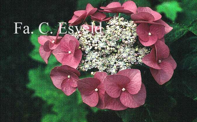 Hydrangea macrophylla 'Eisvogel'