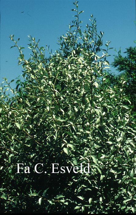 Elaeagnus 'Quicksilver'