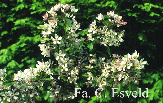 Malus floribunda