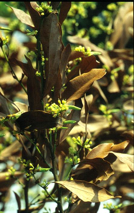 Lindera angustifolia