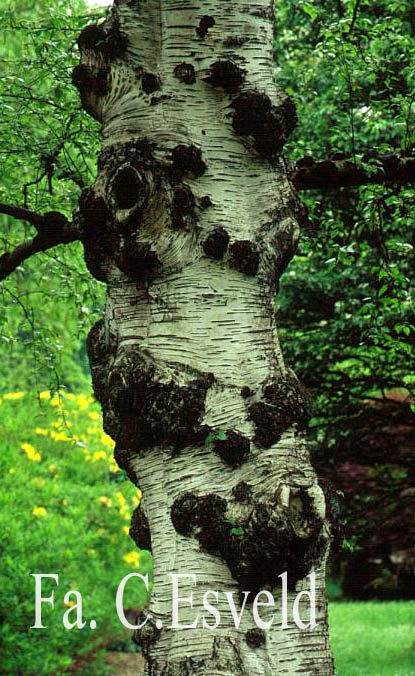 Betula pubescens