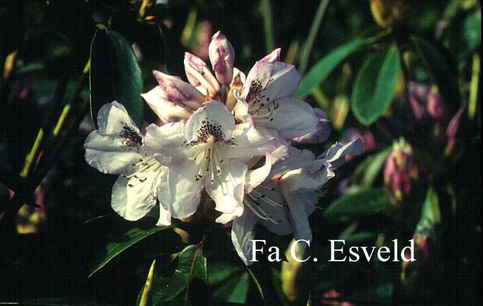 Rhododendron 'Clementine'