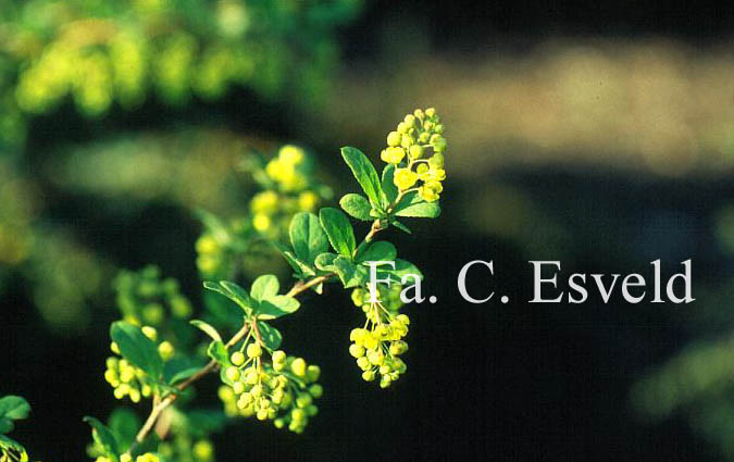 Berberis koreana