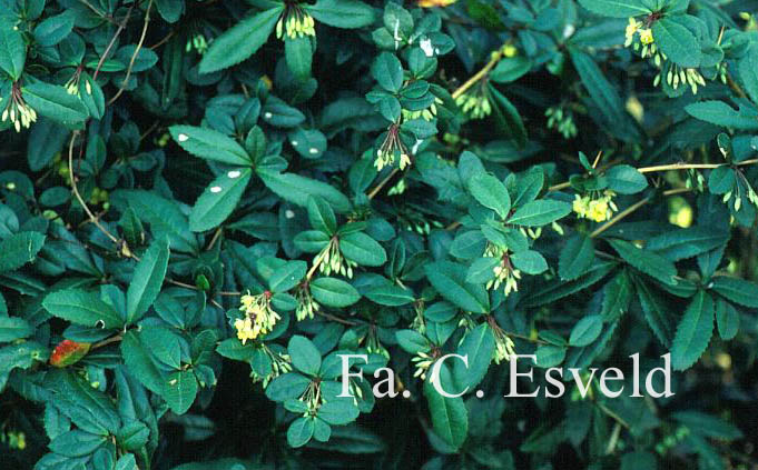 Berberis julianae