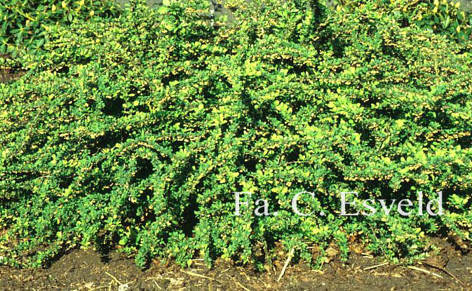 Berberis thunbergii 'Green Carpet'