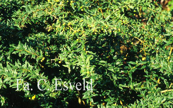 Berberis hybrido-gagnepainii 'Chenault'