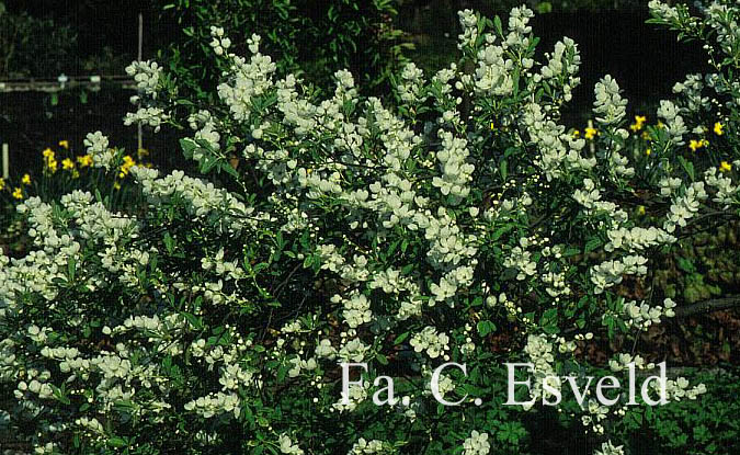 Exochorda racemosa