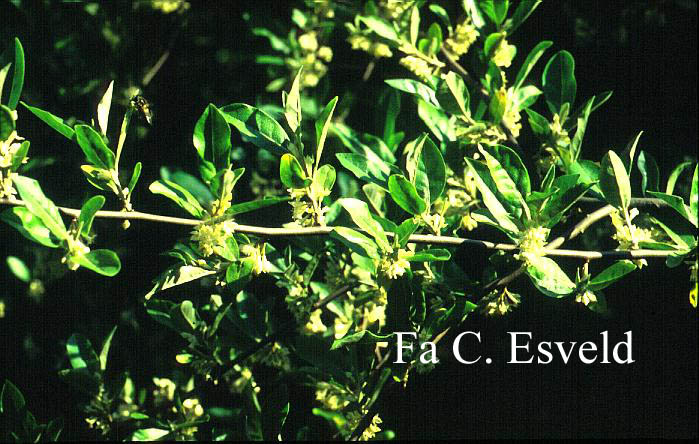 Elaeagnus multiflora