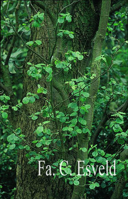 Alnus glutinosa 'Pyramidalis'