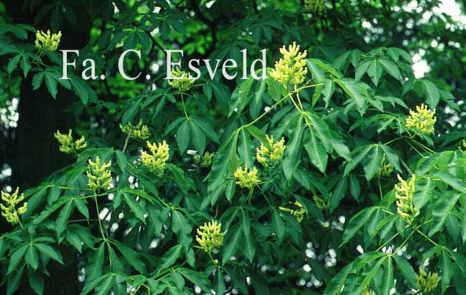 Aesculus flava