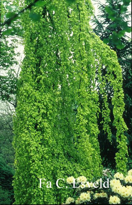 Fagus sylvatica 'Aurea Pendula'