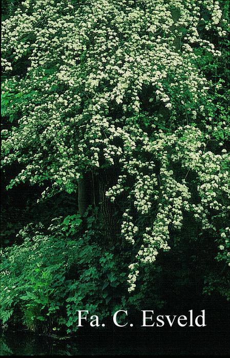 Crataegus monogyna