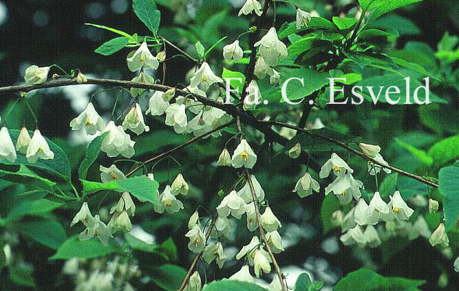 Halesia monticola