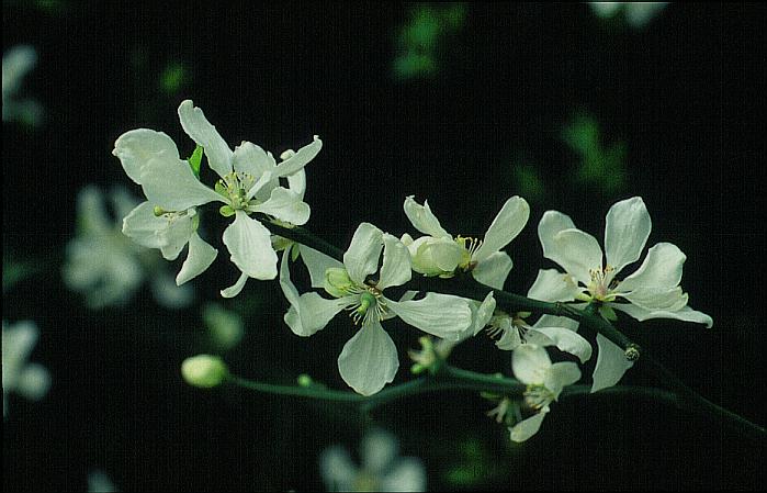 Poncirus trifoliata