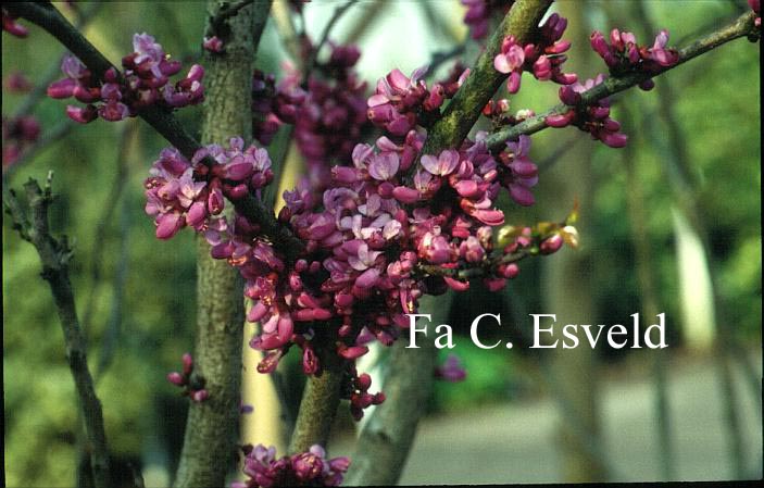 Cercis chinensis 'Avondale'