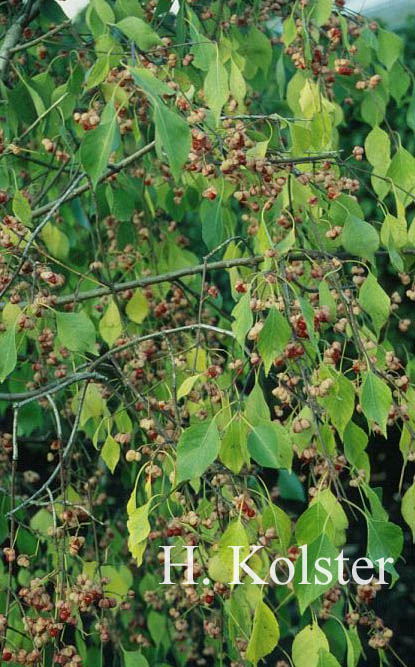 Euonymus bungeanus