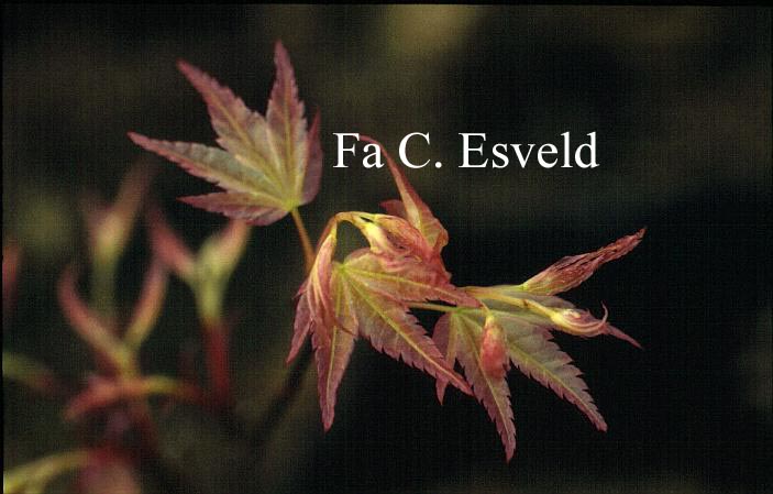 Acer palmatum 'Seigen Aureum'