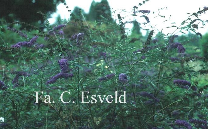 Buddleja davidii 'Nanho Blue'