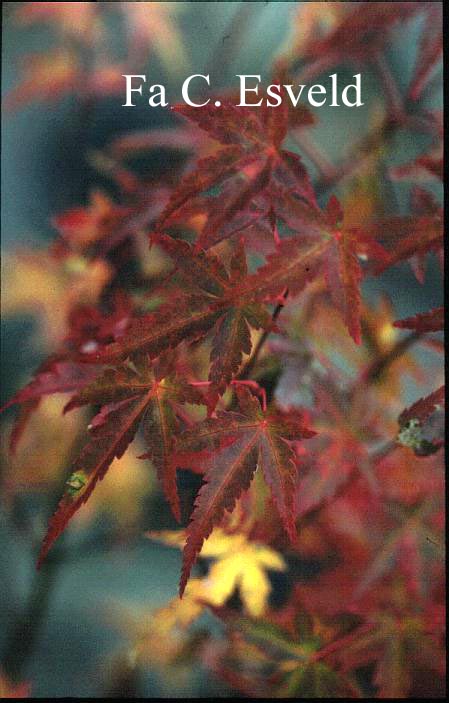 Acer palmatum 'Sandra'