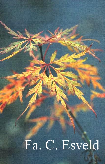 Acer palmatum 'R-Lane'