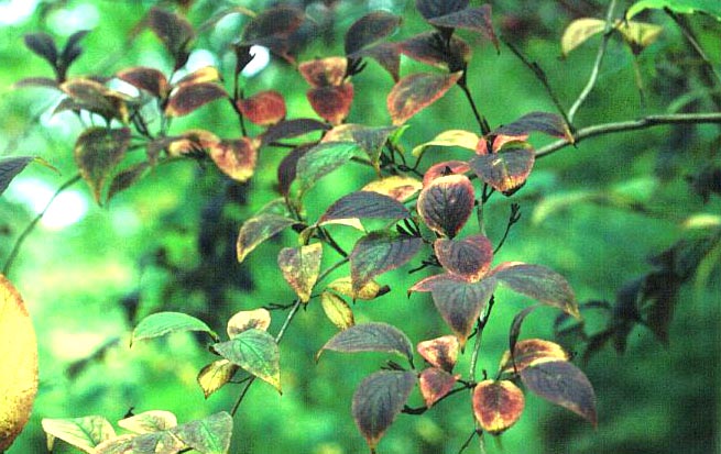 Weigela floribunda