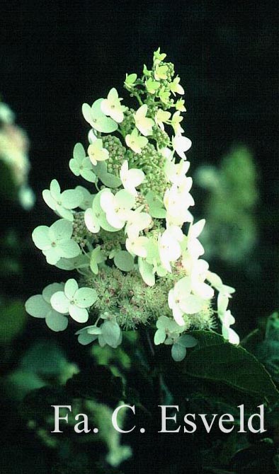 Hydrangea paniculata 'Tardiva'