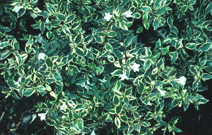 Abelia 'Conti' (CONFETTI)