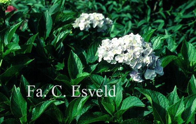 Hydrangea macrophylla 'Setzuka-yae' (syn. 'Domotoi')