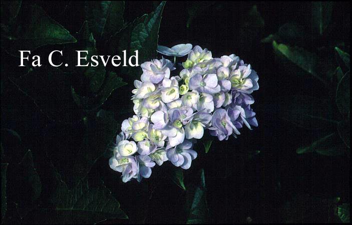 Hydrangea macrophylla 'Setzuka-yae' (syn. 'Domotoi')