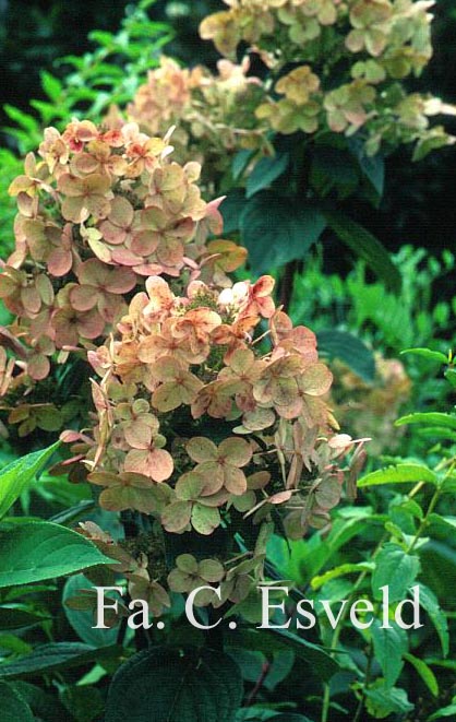 Hydrangea paniculata