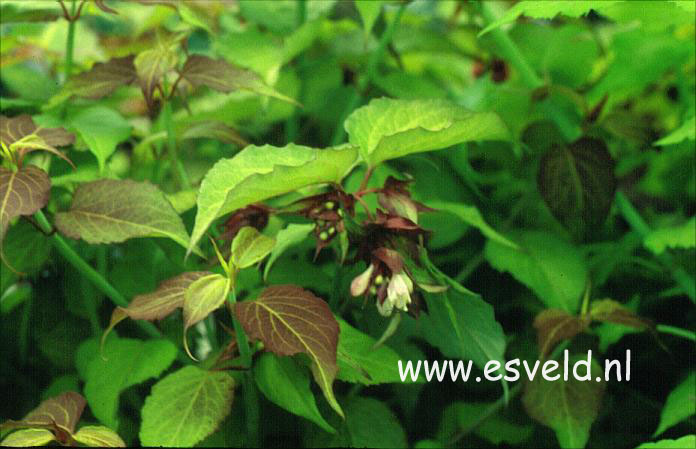 Leycesteria formosa 'Notbruce' (GOLDEN LANTERN)