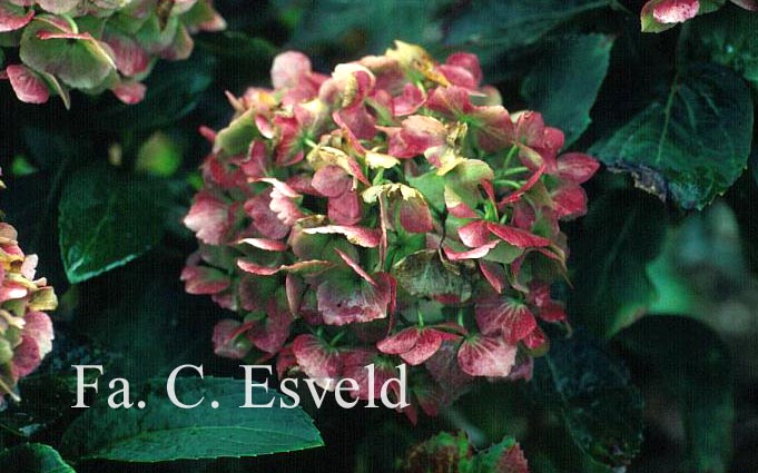 Hydrangea macrophylla 'Homigo' (HOVARIA)