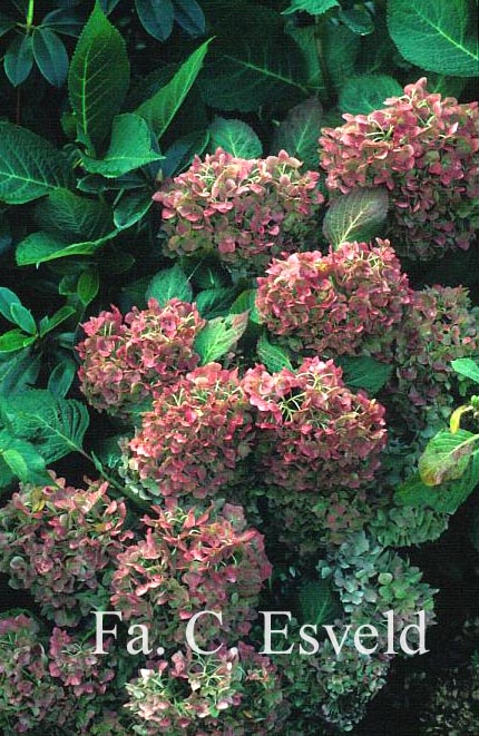 Hydrangea macrophylla 'Bouquet Rose'