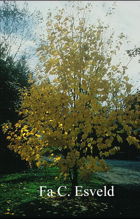 Acer tegmentosum 'White Tigress'