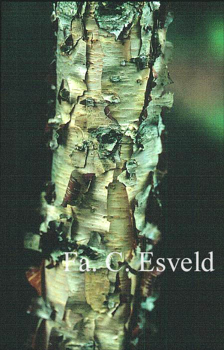 Betula davurica