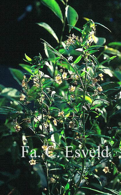 Euonymus cornutus quinquecornutus