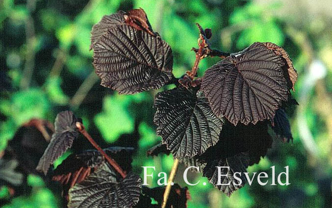 Corylus maxima 'Roter Zellernuss'