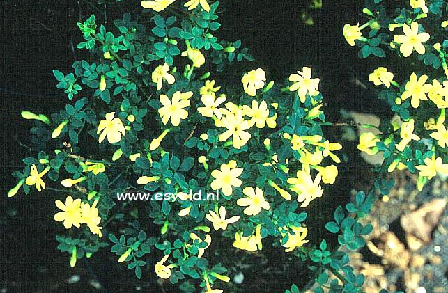 Jasminum parkeri