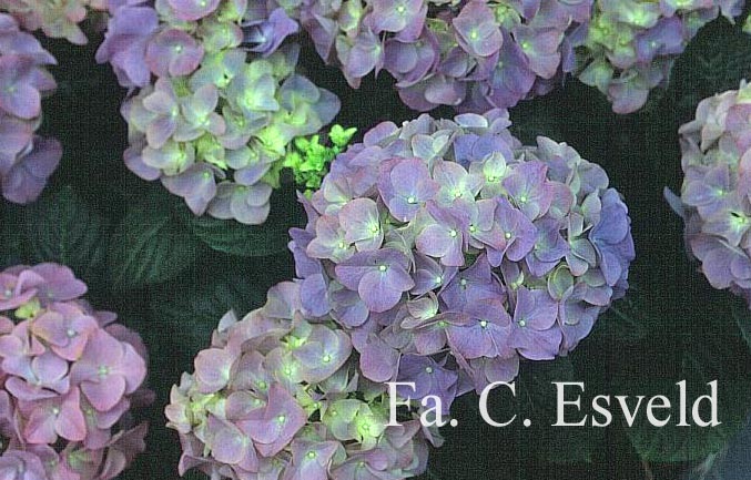 Hydrangea macrophylla 'Adria'