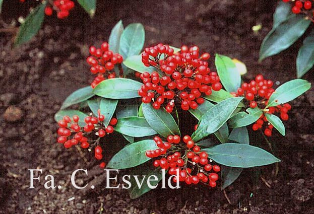 Skimmia japonica subsp. reevesiana