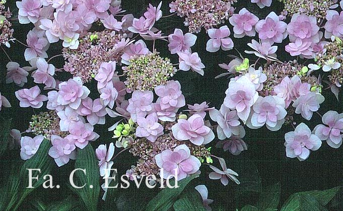 Hydrangea macrophylla 'Jogosaki'