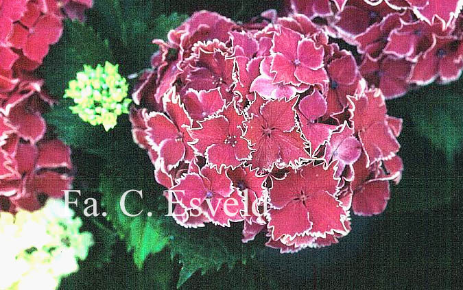 Hydrangea macrophylla 'Frau Yoshimi' (LADY YOSHIMI)