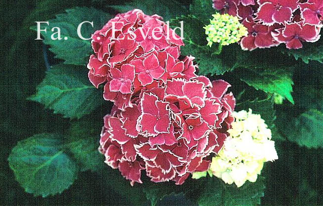 Hydrangea macrophylla 'Frau Yoshimi' (LADY YOSHIMI)