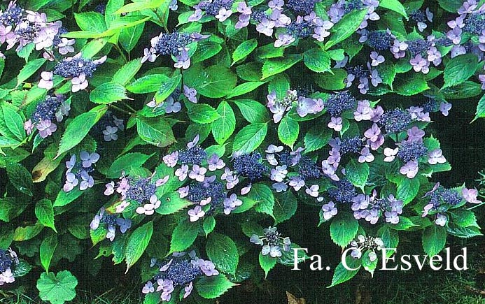 Hydrangea serrata 'Forget Me Not'