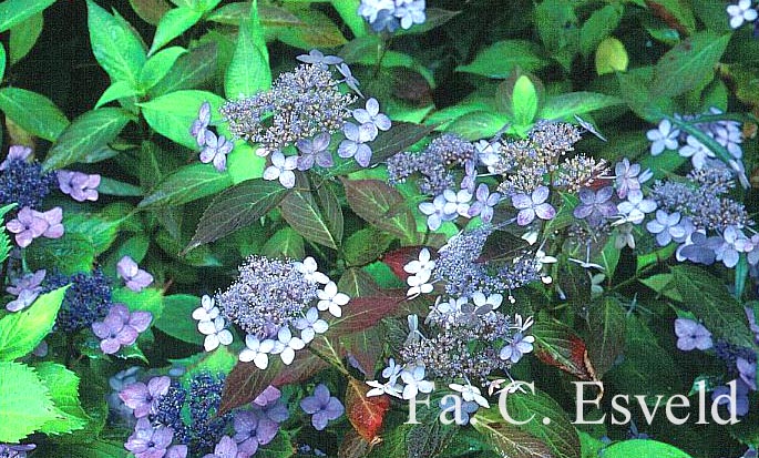 Hydrangea serrata 'Tiara'